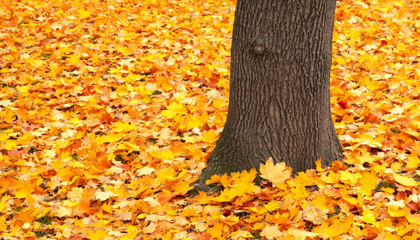 spring and fall leaf cleanup