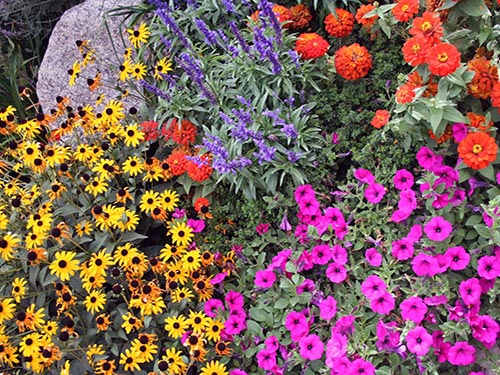 seasonal color black eyed susan hamilton nj